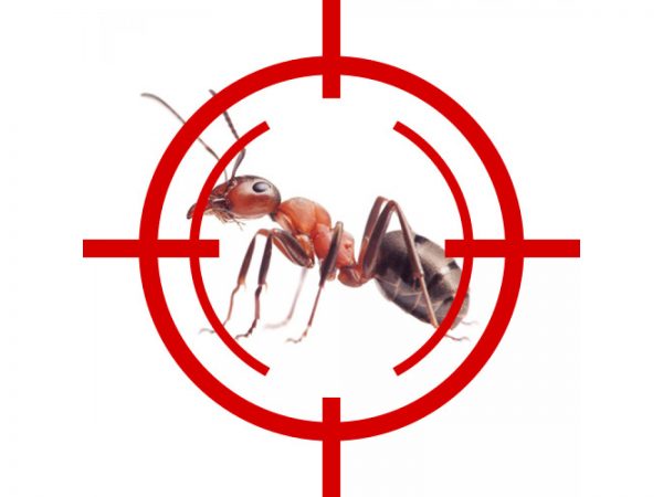 Уничтожение муравьев у вас дома в СПб и ЛО